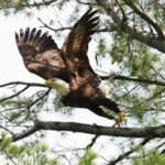 Adult bald eagle taking flight from a branch.