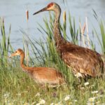 Sand hill crane and chick standing in vegetation along the shore of a pool.